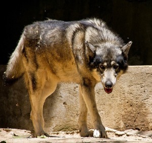 gray wolf advancing