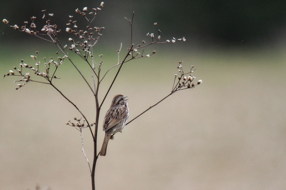 sparrow's song